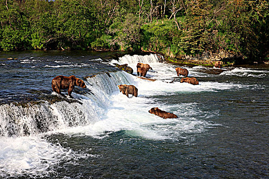 大灰熊,棕熊,群,水,觅食,猎捕,布鲁克斯河,卡特麦国家公园,保存,阿拉斯加,美国,北美