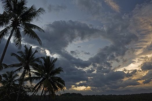 棕榈树,天空,印度尼西亚