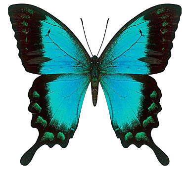 蓝色,燕尾蝶,隔绝,白色背景