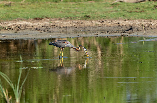 孤独的草鹭在河流三角洲浅滩觅食
