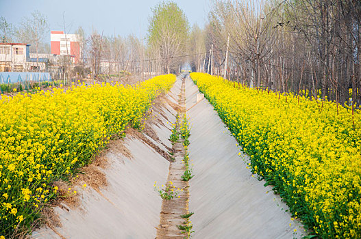 干涸,水渠,油菜花田