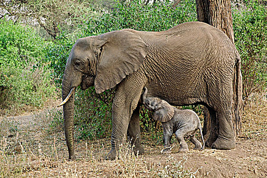 婴儿,大象,护理,非洲象,国家公园,坦桑尼亚