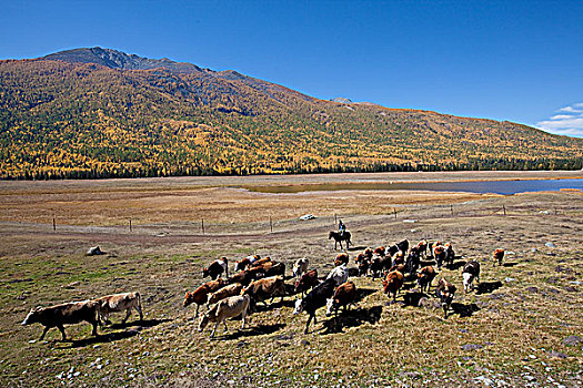 新疆阿勒泰牧场