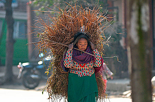 女人,干草,巴克塔普尔,尼泊尔