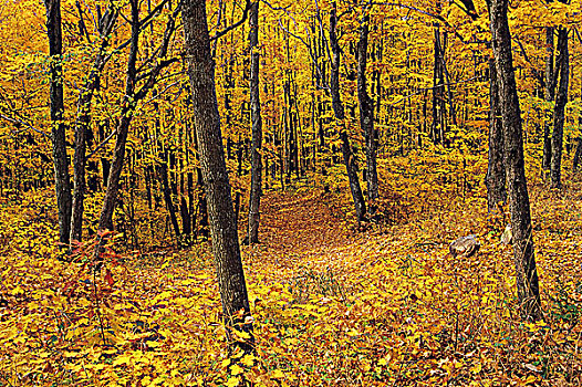 秋天,景色,区域,安大略省,加拿大