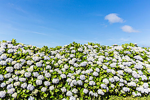 盛开,绣球花,蓝天,大,岛屿,亚速尔群岛,葡萄牙