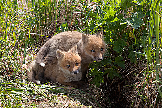 红狐,狐属,玩,卡特麦国家公园,阿拉斯加