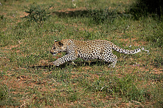 豹,4个月,老,幼兽,跑,灌木,纳米比亚