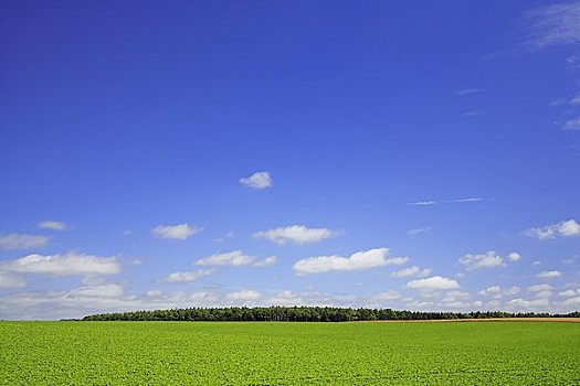 青豆,地点,山,漂浮,云