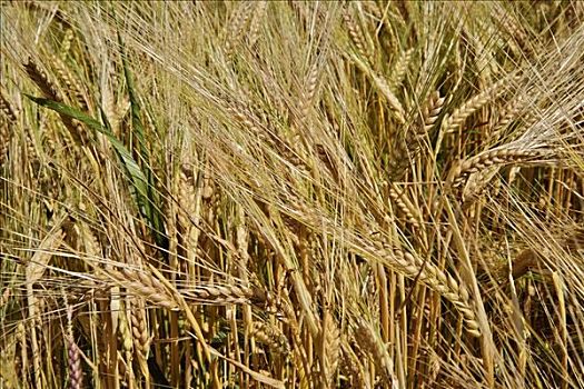 大麦,成熟,地点