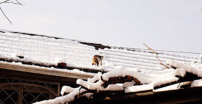 地坛公园雪景