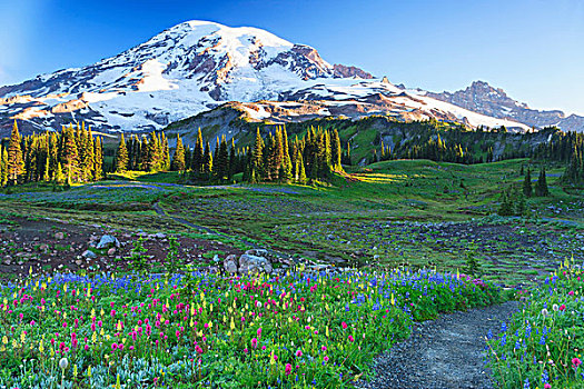 夏天,高山,花,草地,雷尼尔山国家公园,华盛顿,美国