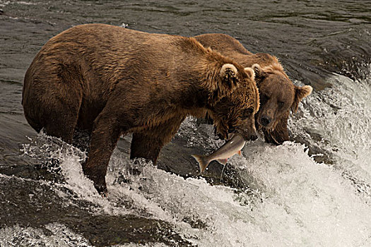 熊,抓住,三文鱼,旁侧,瀑布