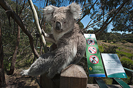 树袋熊,栏杆,一棵树,菲利普岛,澳大利亚