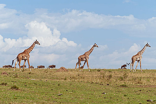 长颈鹿,热带草原,风景,塞伦盖蒂,裂谷省,肯尼亚,非洲