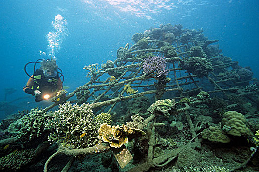 水中呼吸器,潜水,人造,礁石,珊瑚,水生,有机生物,巴厘岛,印度尼西亚,亚洲
