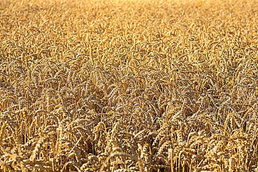 小麦田,小麦,成熟,穗,萨克森,德国,欧洲