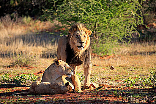 狮子,家族,禁猎区,卡拉哈里沙漠,北角,南非,非洲