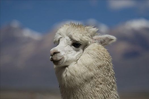 羊驼,秘鲁