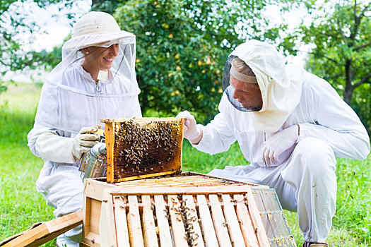 养蜂人,吸烟,蜜蜂