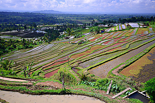 著名,稻米梯田,巴厘岛,印度尼西亚,亚洲