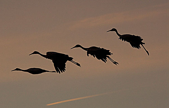 沙丘鹤,四个,飞行,日落,栖息,休憩之所,新墨西哥,美国