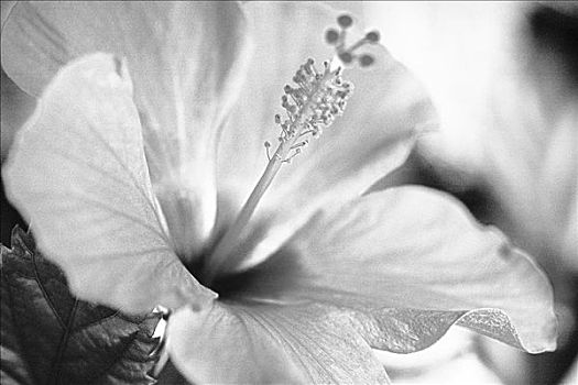 特写,木槿,聚焦,花瓣,中心,黑白照片