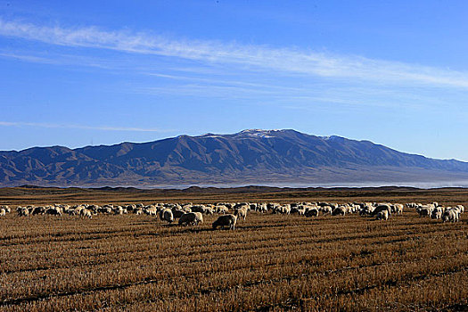 甘肃张掖山丹军马场的羊群