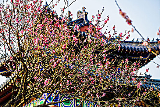 南京梅花山梅花节