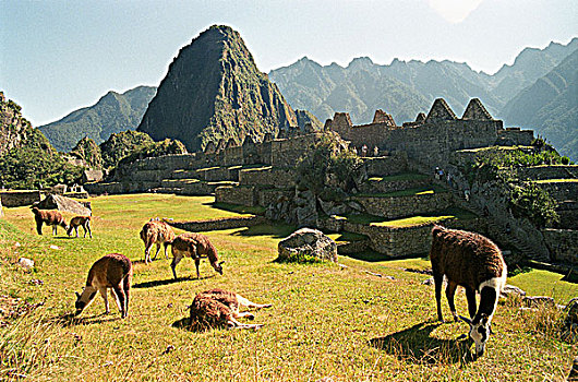 牧群,美洲驼,遗址,马丘比丘,秘鲁,拉丁美洲