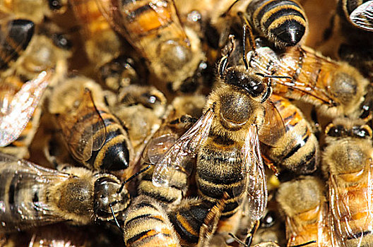 西雅图,蜜蜂,蜂巢