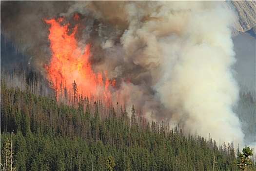 森林火灾,落基山脉