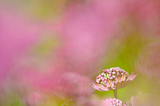 粉花,粉色背景,瑞典