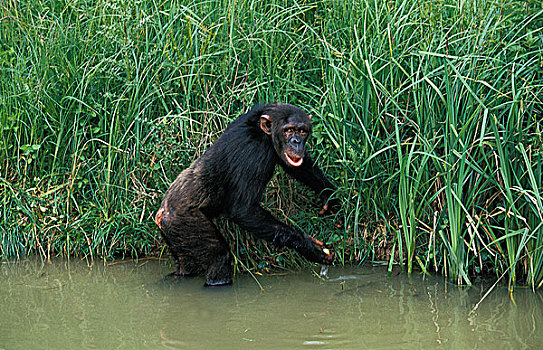 黑猩猩,类人猿,成年,进入,水
