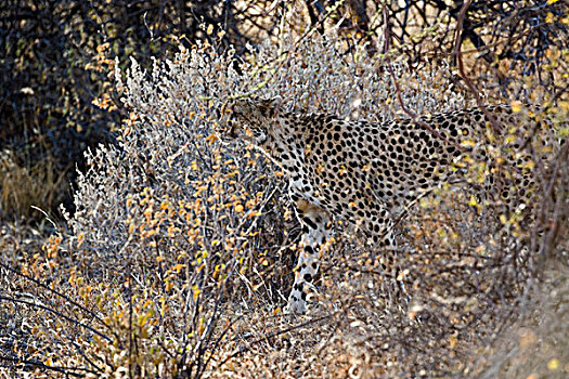 印度豹,猎豹,桑布鲁野生动物保护区,肯尼亚