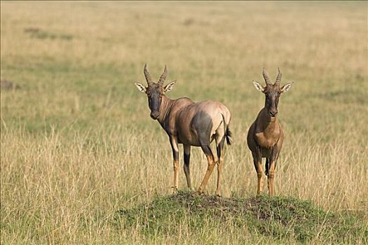 转角牛羚,一对,站立,马赛马拉国家保护区,肯尼亚