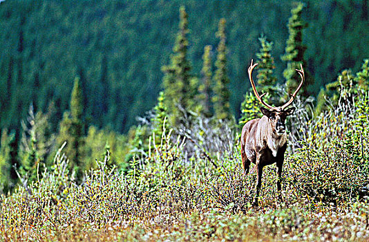 山,树林,北美驯鹿,雄性动物,荒野,北方,不列颠哥伦比亚省,加拿大