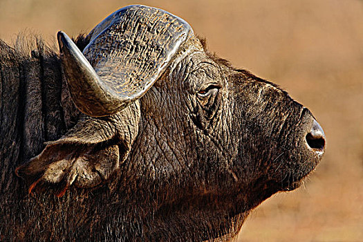 非洲水牛,桑布鲁野生动物保护区,肯尼亚
