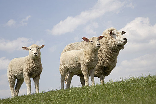 母兽,绵羊,羊羔
