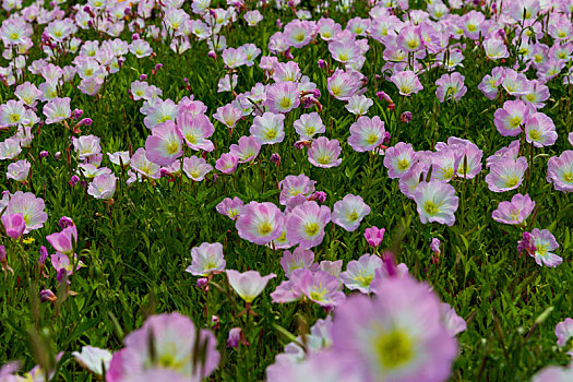 百花园