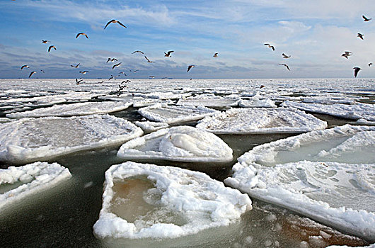 冰冻,黑海,稀有,现象,敖德萨,乌克兰,东欧