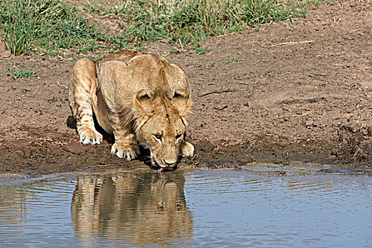 幼兽,狮子,喝,马赛马拉国家保护区,肯尼亚,非洲