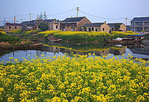 江苏,兴化,水乡,乡村,早晨,油菜花,春天