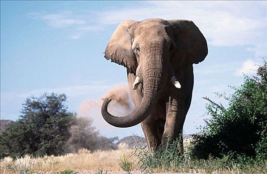 非洲,哺乳动物,大象,草原,热带草原,象牙,灰尘,獠牙,非洲动物