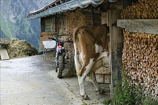 2006年,高山,母牛,正面,桌子
