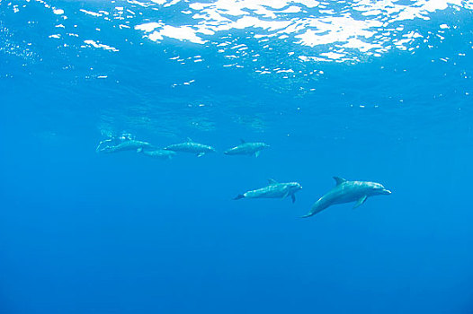 海洋生物