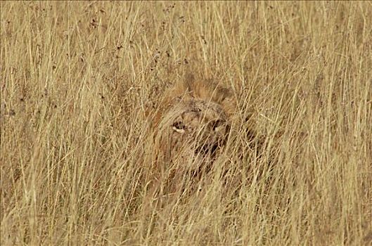 非洲狮,狮子,保护色,高草,马赛马拉国家保护区,肯尼亚