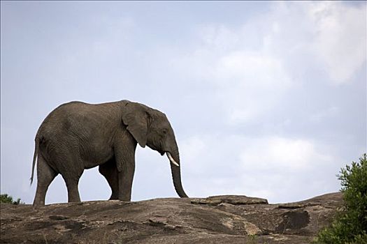 仰视,非洲象,马赛马拉国家保护区,肯尼亚
