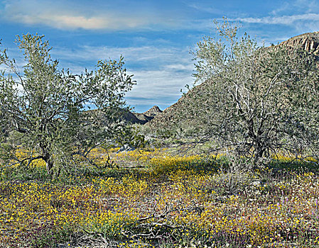 树,干燥,沙漠,土地,约书亚树国家公园,加利福尼亚