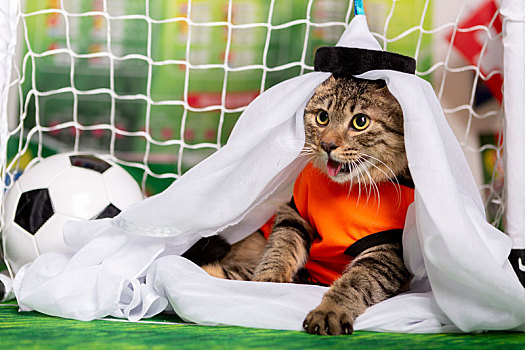 猫咪世界杯写真